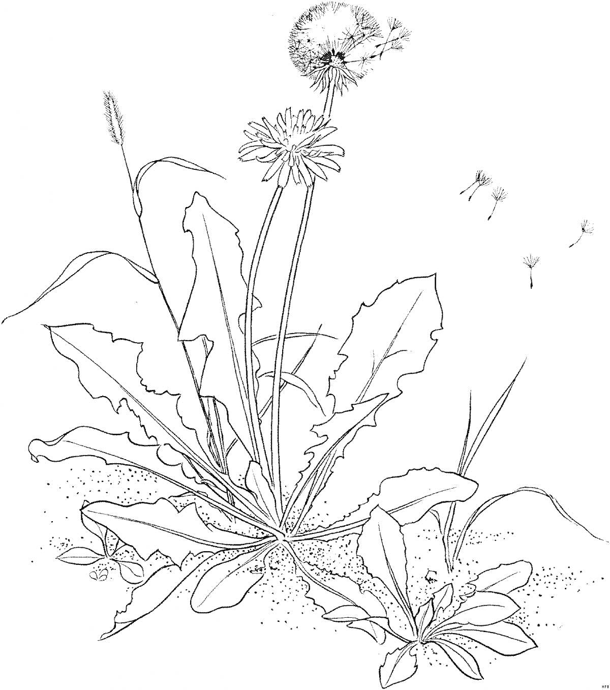Раскраска Одуванчик с листьями, цветком и разлетающимися семенами