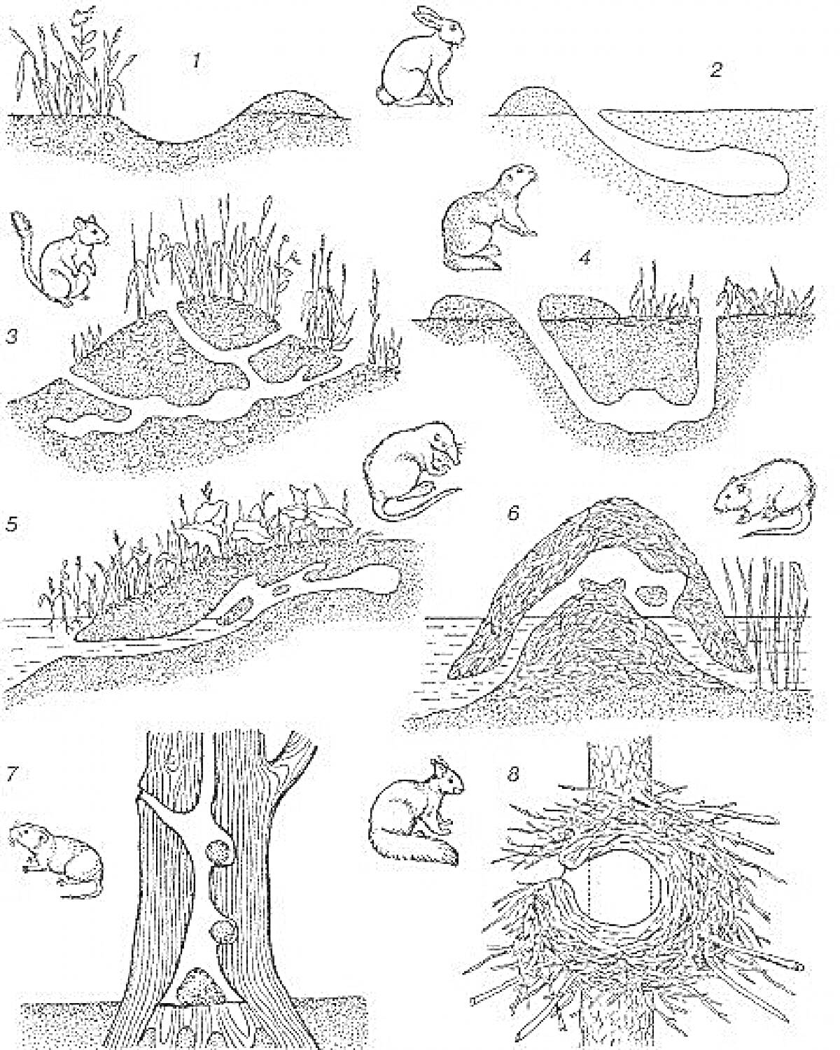На раскраске изображено: Нора, Животные, Трава, Земля, Гнездо, Кусты, Водоем