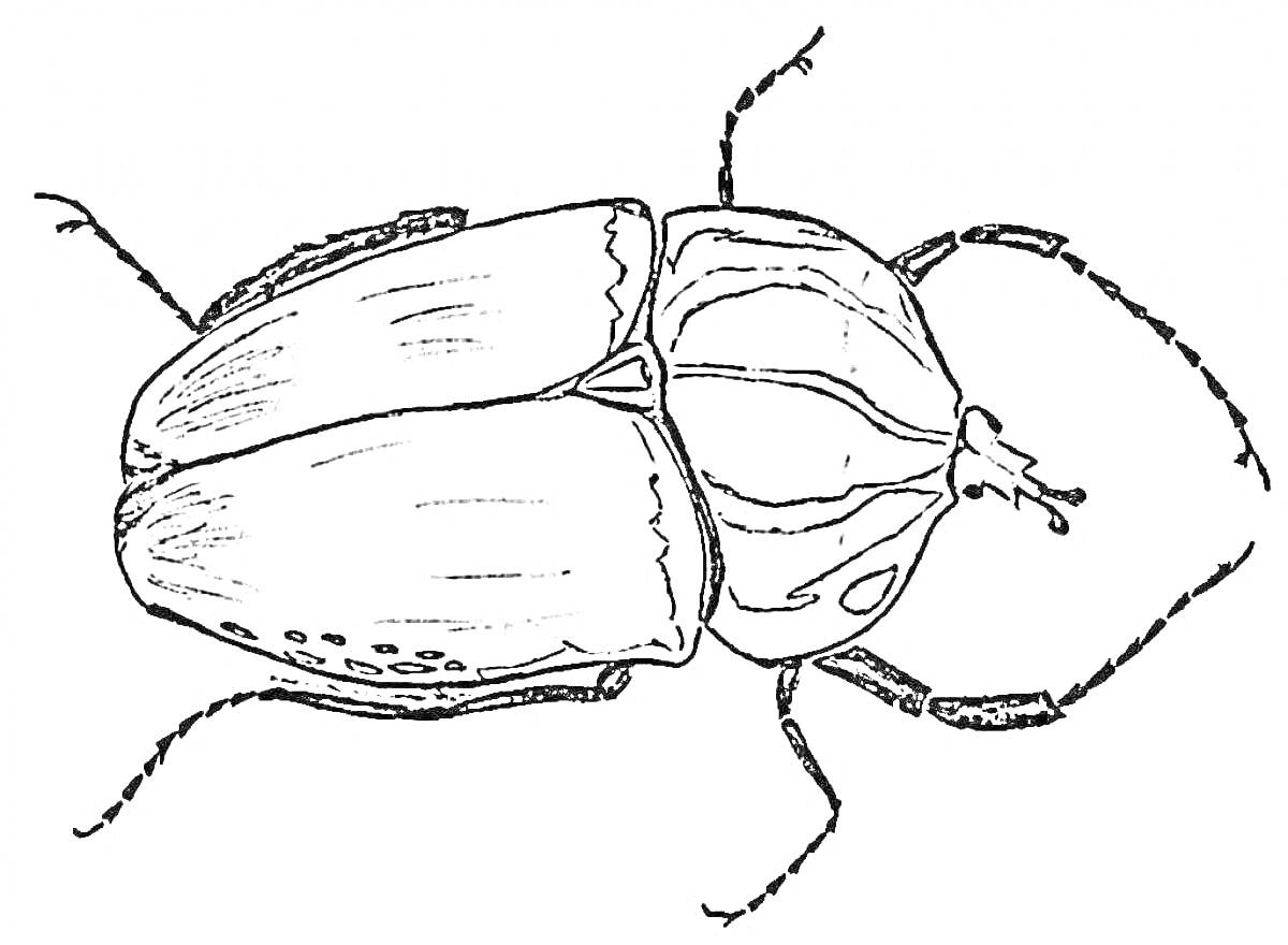 Раскраска с изображением майского жука