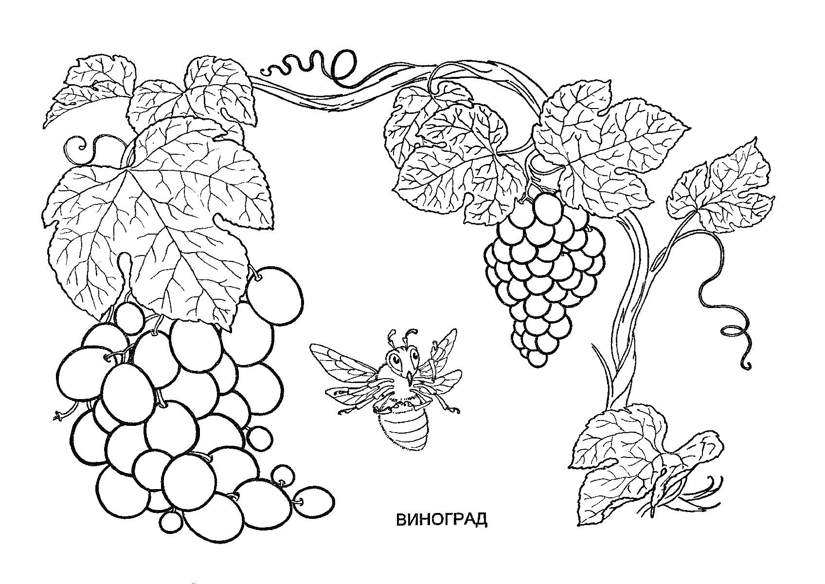 На раскраске изображено: Виноград, Лоза, Листья, Насекомое, Природа, Пчёлы