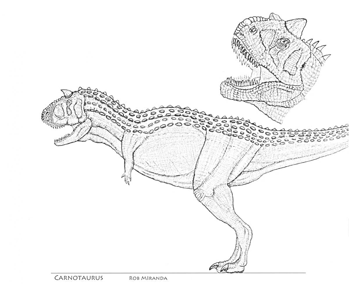 На раскраске изображено: Динозавр, Голова, Карнотавр