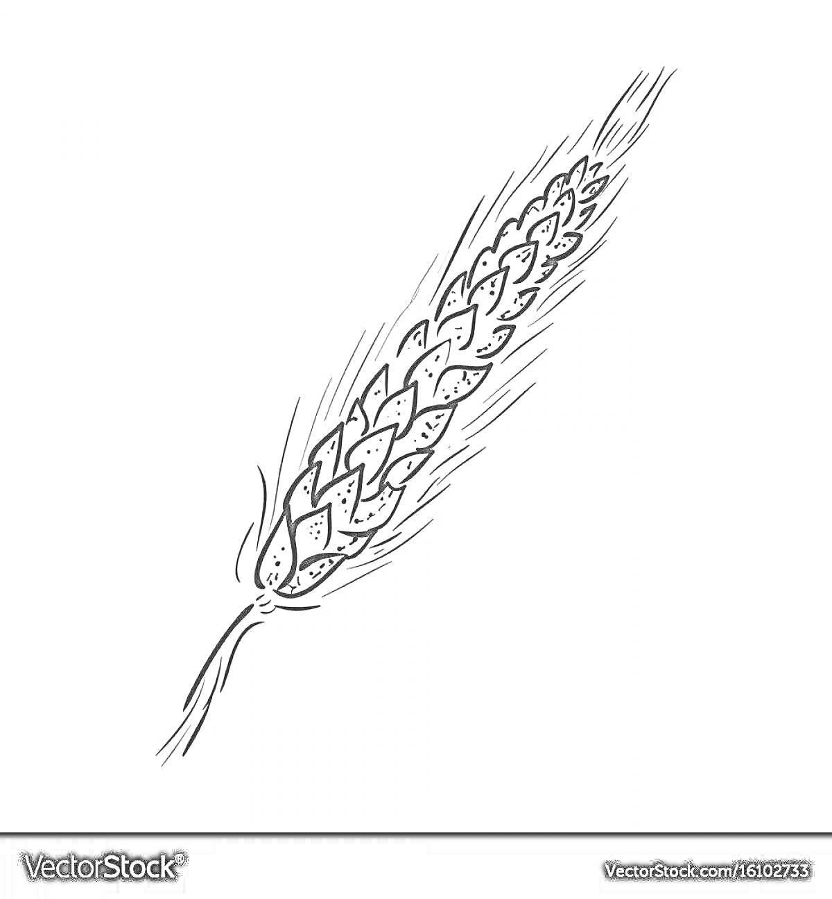 Раскраска Колос пшеницы с зернами и колосковыми чешуйками