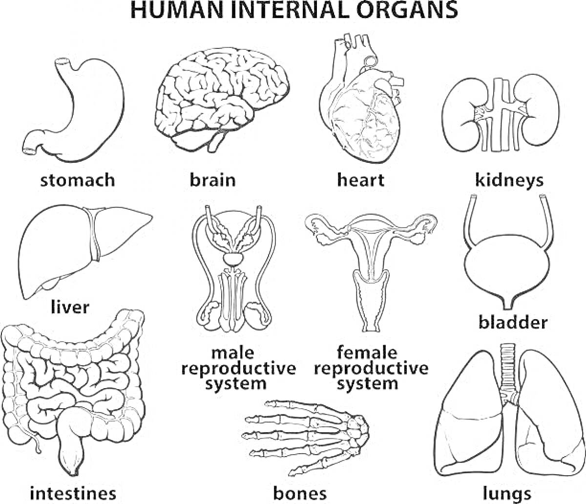 внутренние органы человека: желудок, мозг, сердце, почки, печень, мужская репродуктивная система, женская репродуктивная система, мочевой пузырь, кишечник, кости, лёгкие