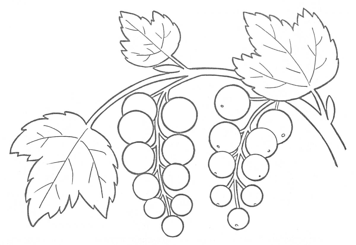 На раскраске изображено: Ягоды, Листья, Природа, Овощи и фрукты, Ботаника, Ветка, Контурные рисунки