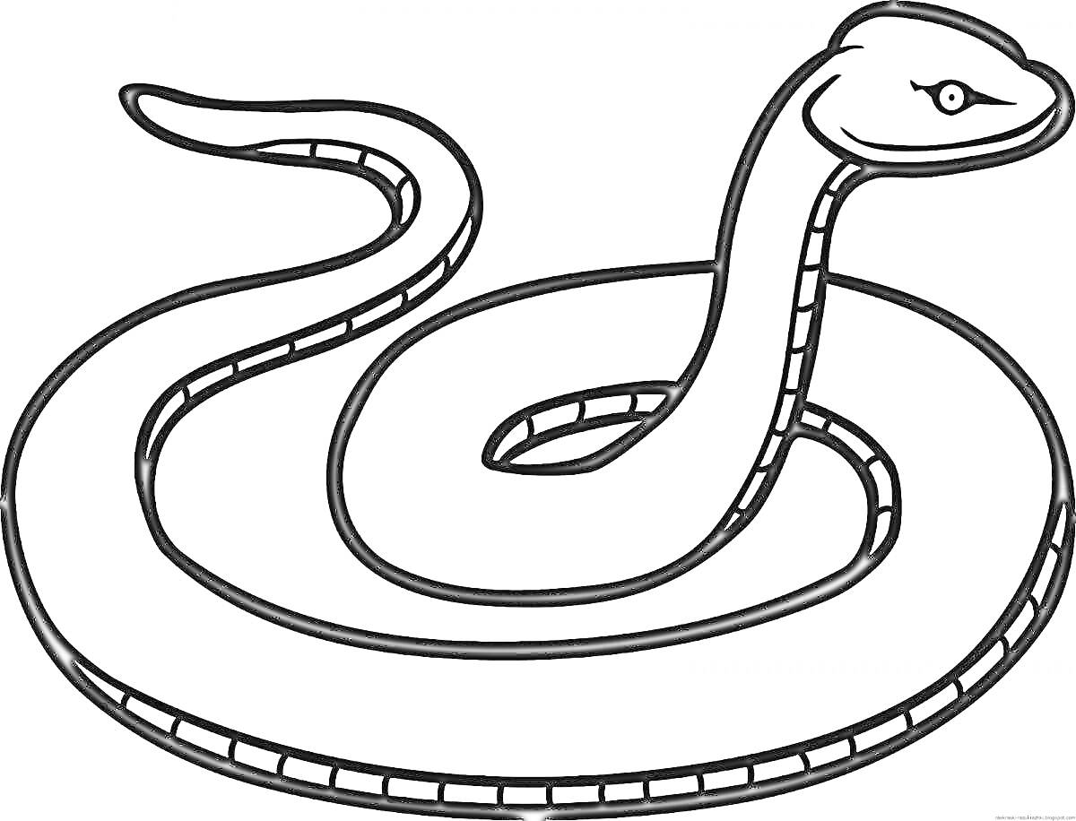 Раскраска Змея с узорами на теле и скругленным хвостом