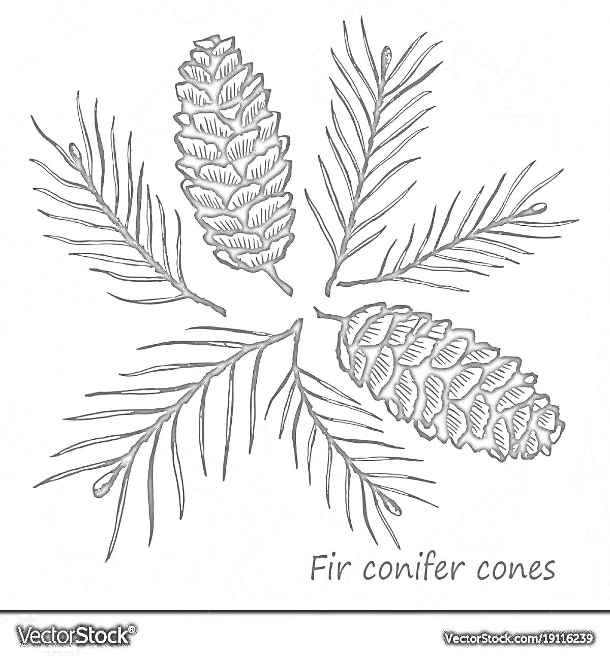 Раскраска Пихтовая шишка и ветки