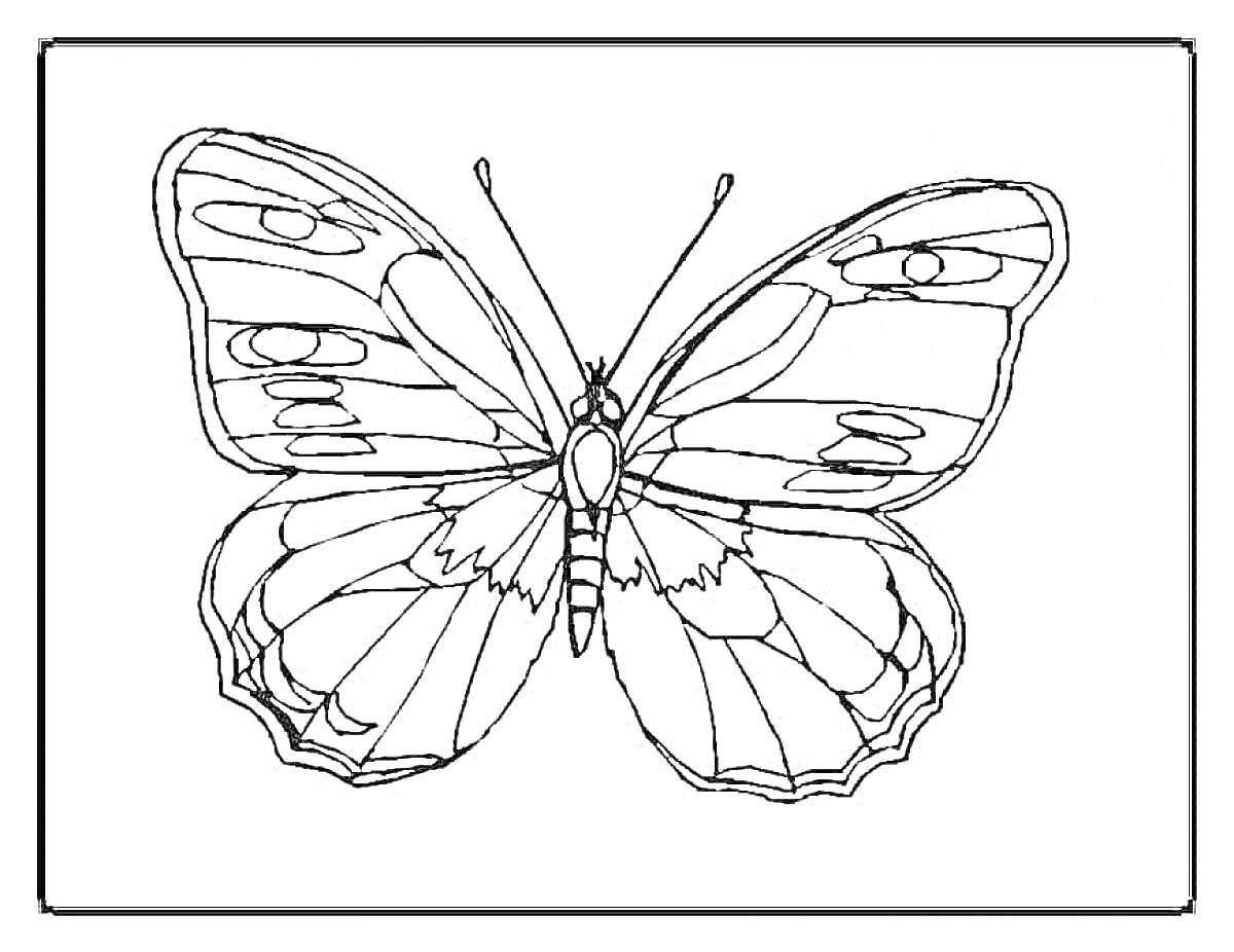 Раскраска Бабочка с узорчатыми крыльями в рамке