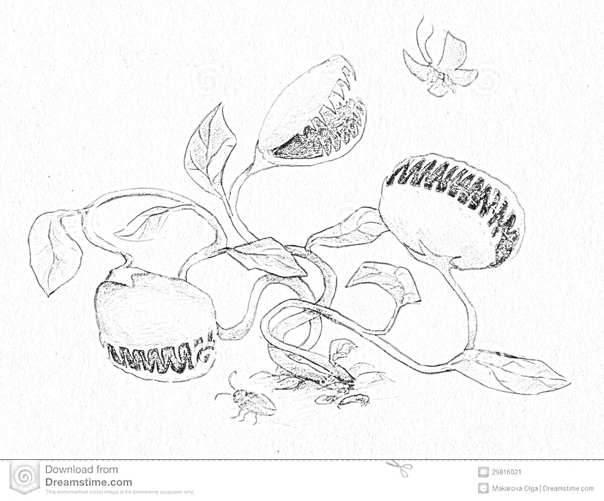 Хищное растение с тремя цветами и открытыми пастями, листьями, двумя насекомыми и улиткой