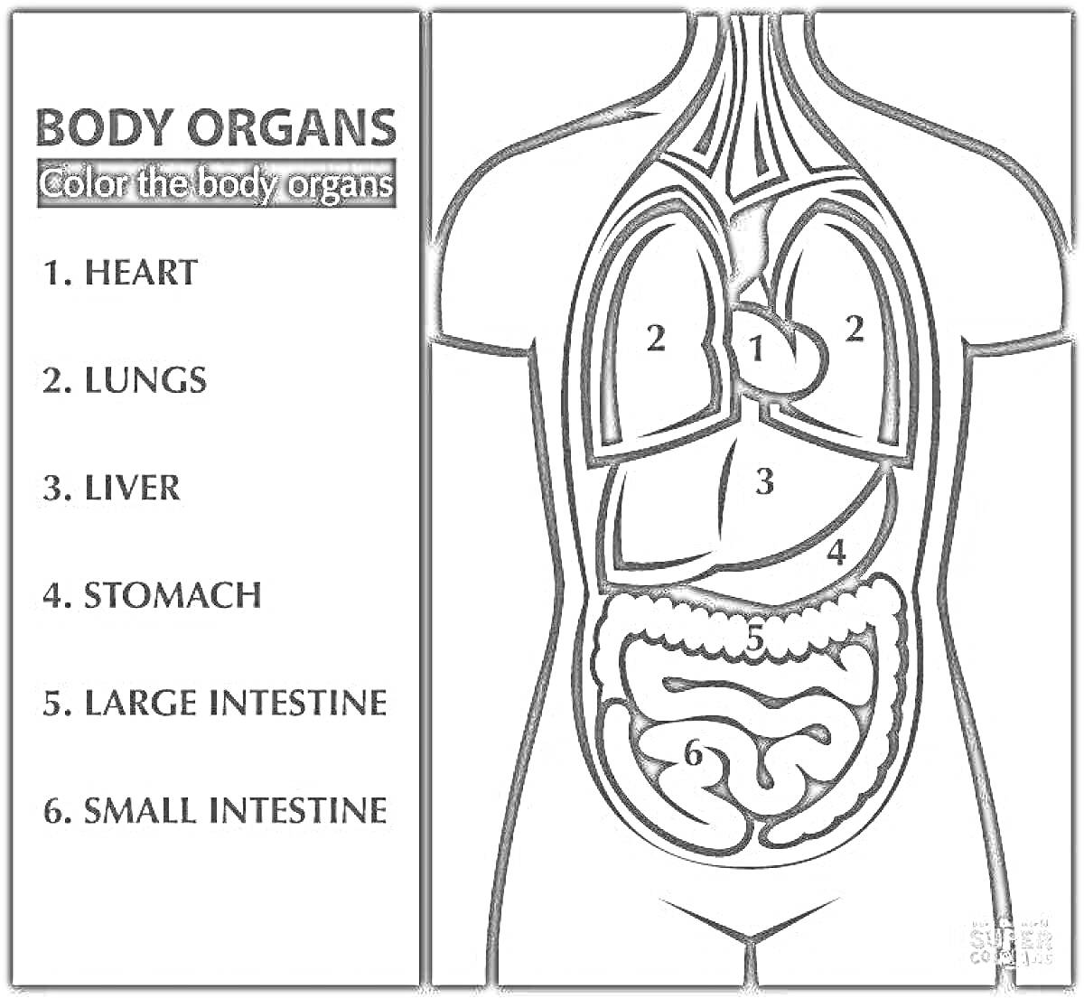 На раскраске изображено: Органы человека, Легкие, Печень, Желудок, Толстая кишка, Тонкая кишка, Анатомия, Обучение, Здоровье, Тело человека, Для детей, Сердца