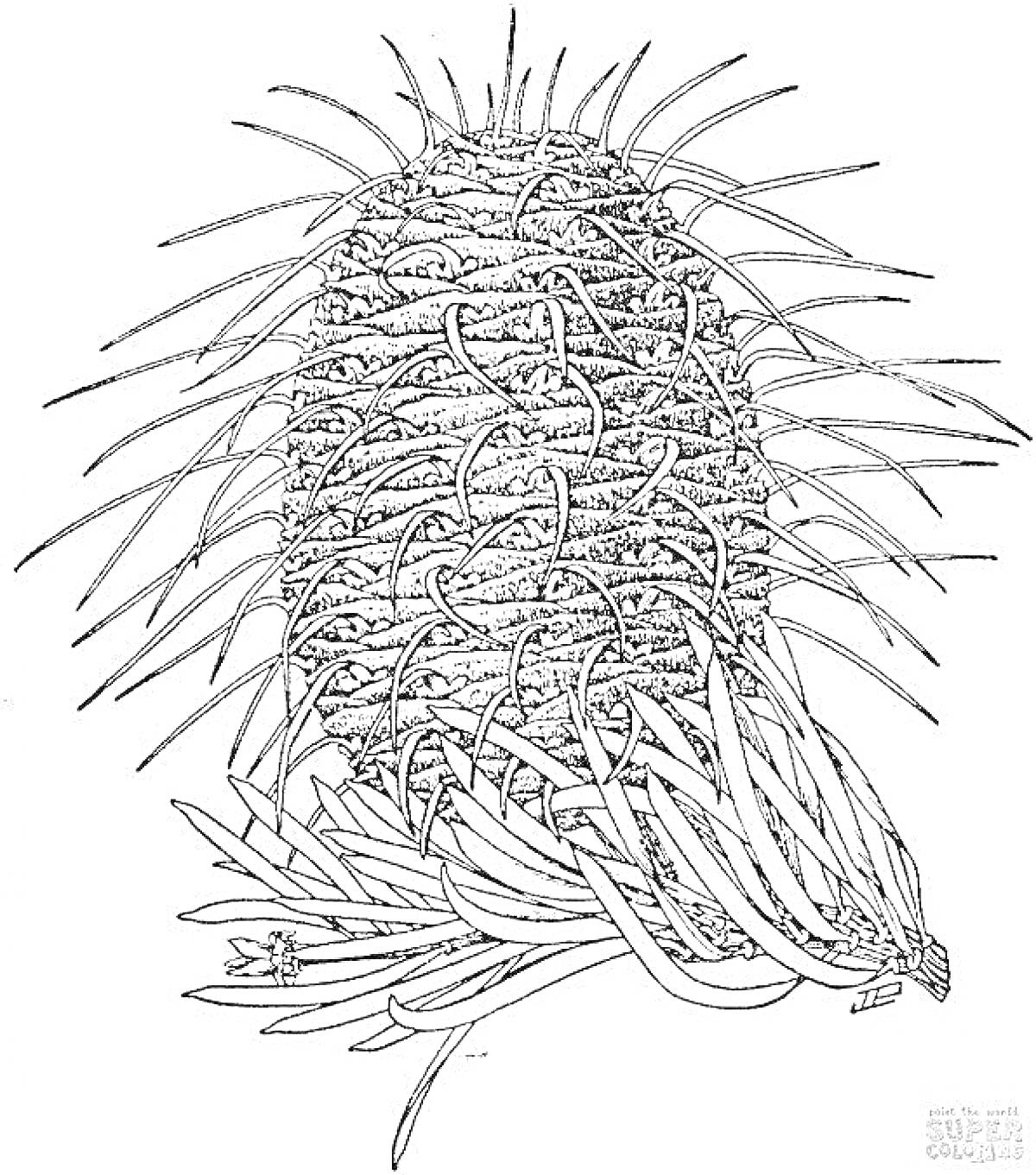 Раскраска Пихтовая шишка с иголками