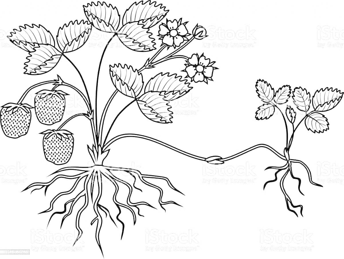 На раскраске изображено: Корни, Стебель, Листья, Цветы, Плоды, Усы, Клубника, Природа, Ботаника, Начальная школа, Учеба