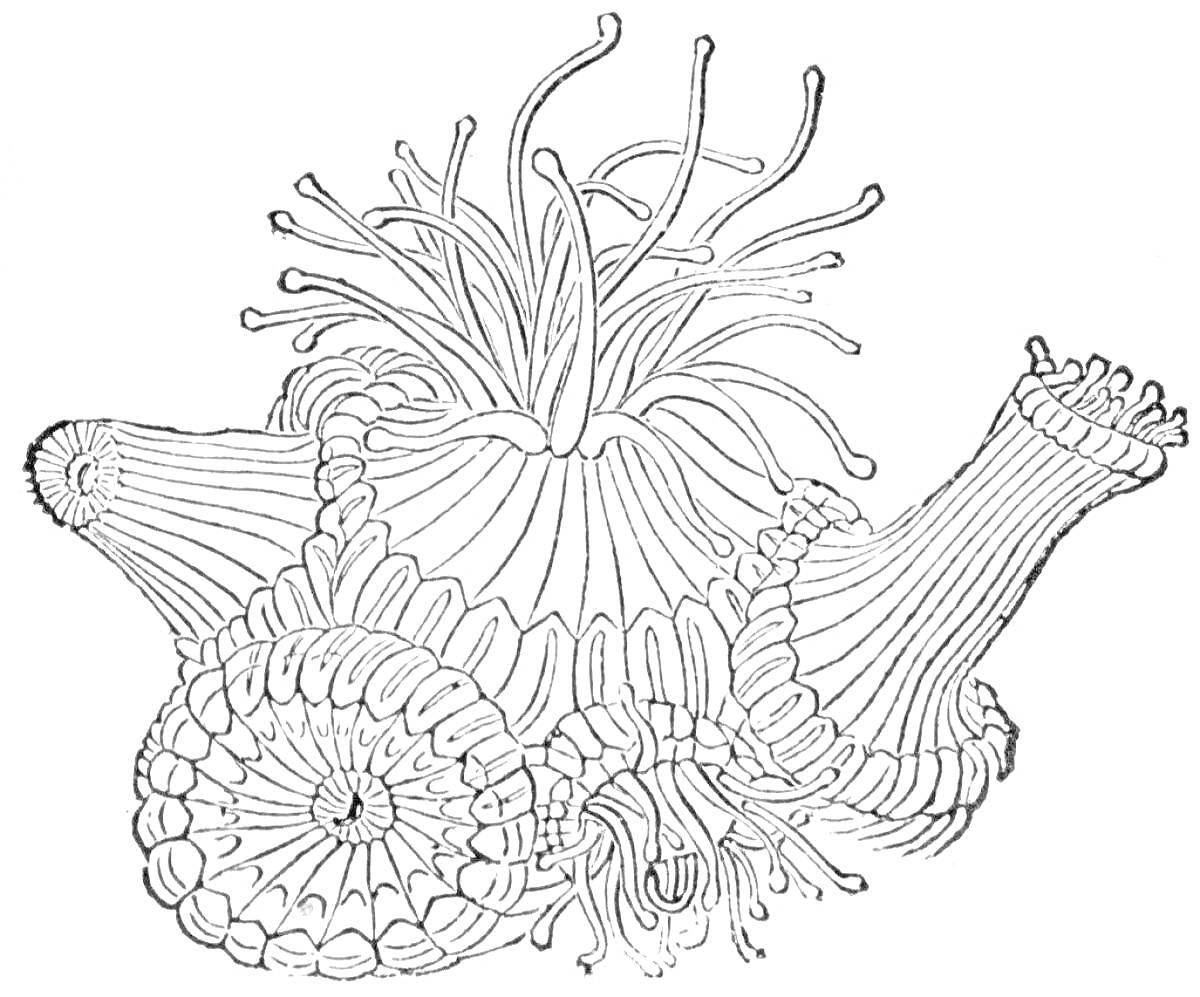 Актинии с длинными щупальцами и анемонами, соединенные в единую структуру