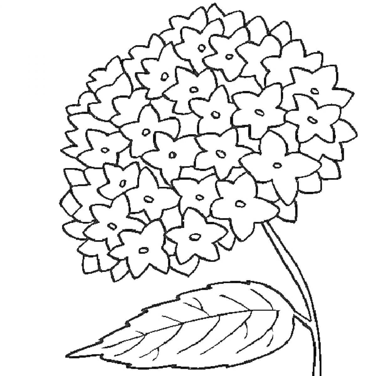 Раскраска Гортензия с крупным соцветием и одним листом