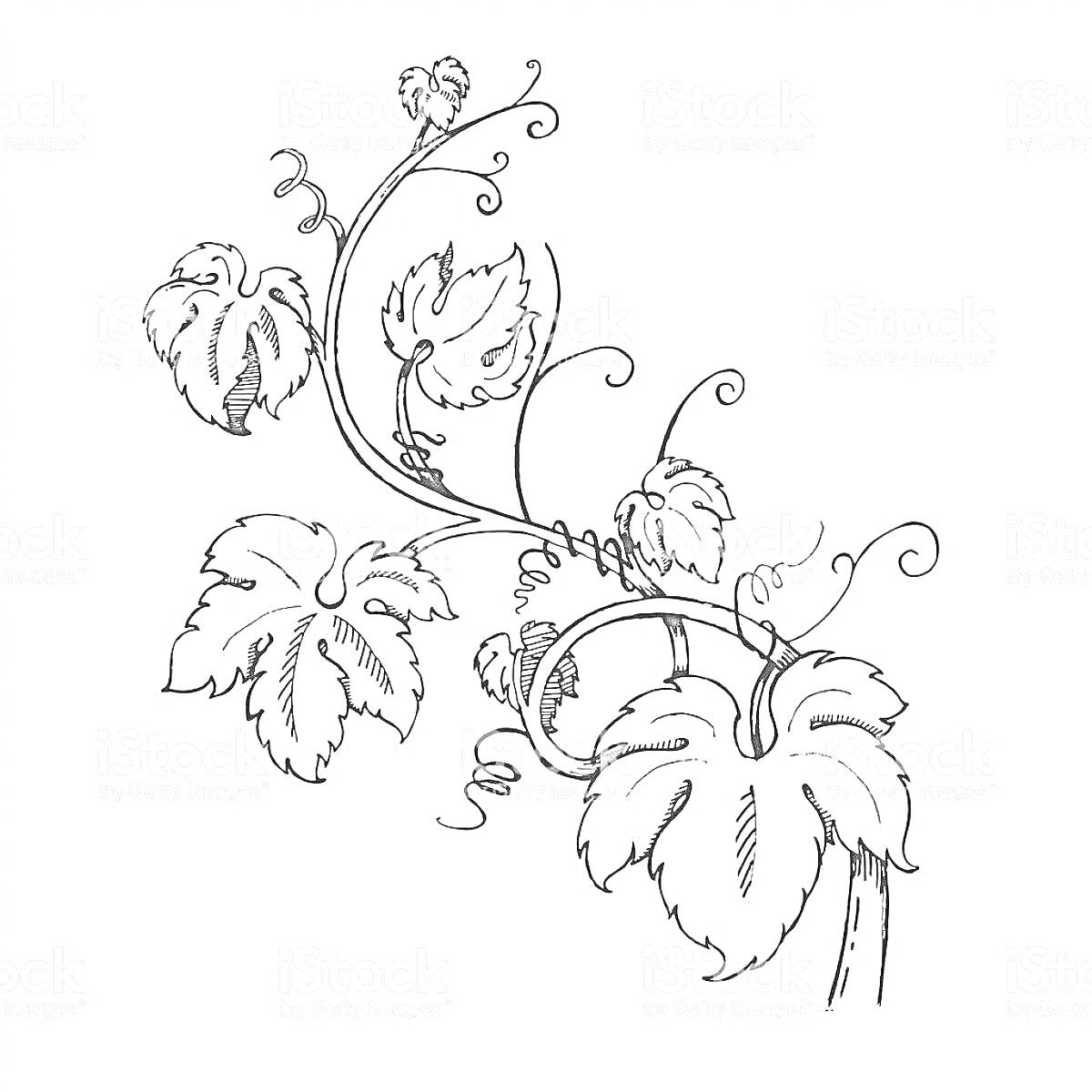 На раскраске изображено: Плющ, Лоза, Листья, Завитки, Растительный узор, Природа