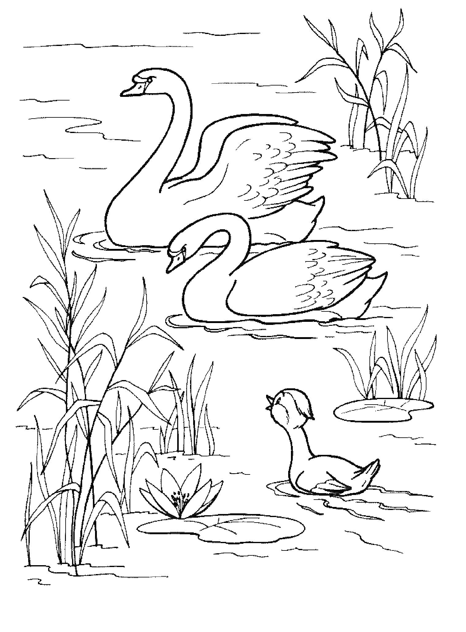 Раскраска Два лебедя и один утёнок на пруду среди зарослей камыша и водных лилий