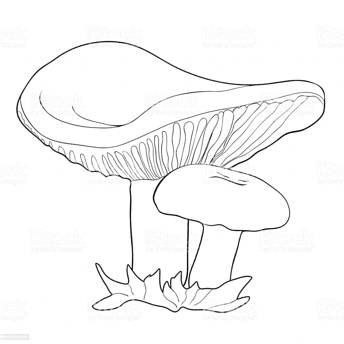 На раскраске изображено: Груздь, Два гриба, Природа, Растительность