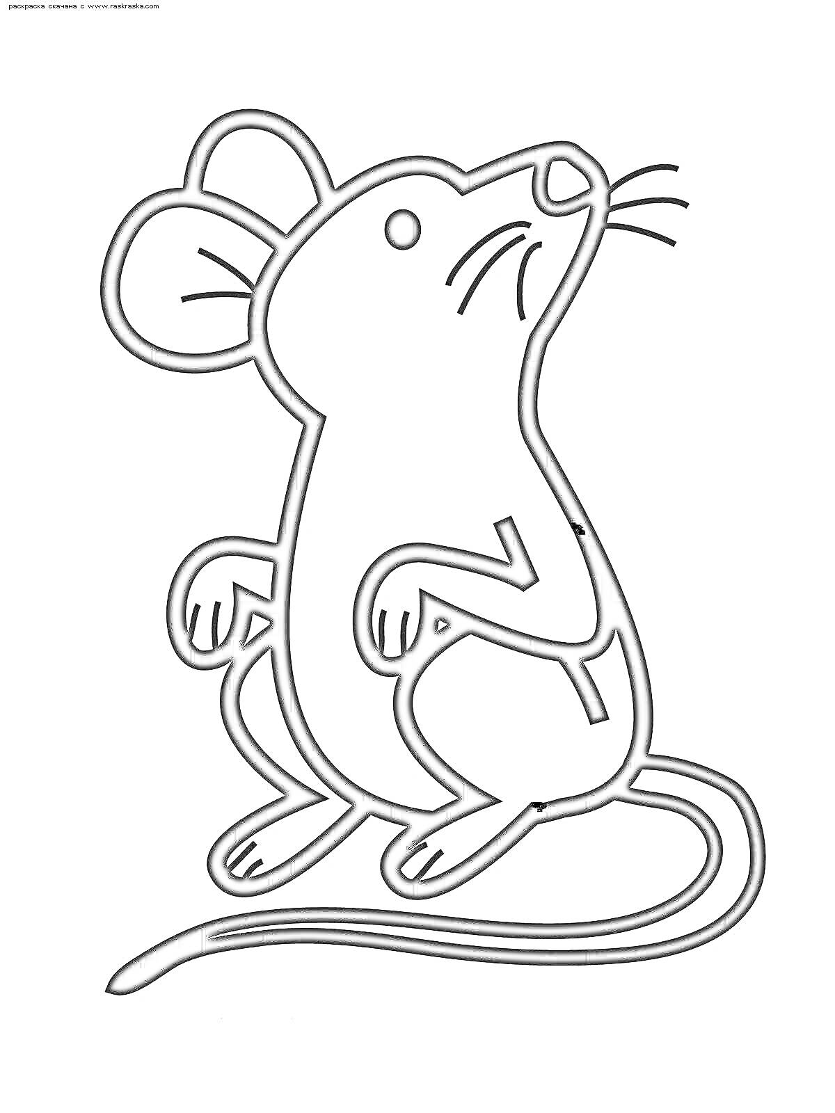 Раскраска Мышь с длинным хвостом, поднятая на задние лапки
