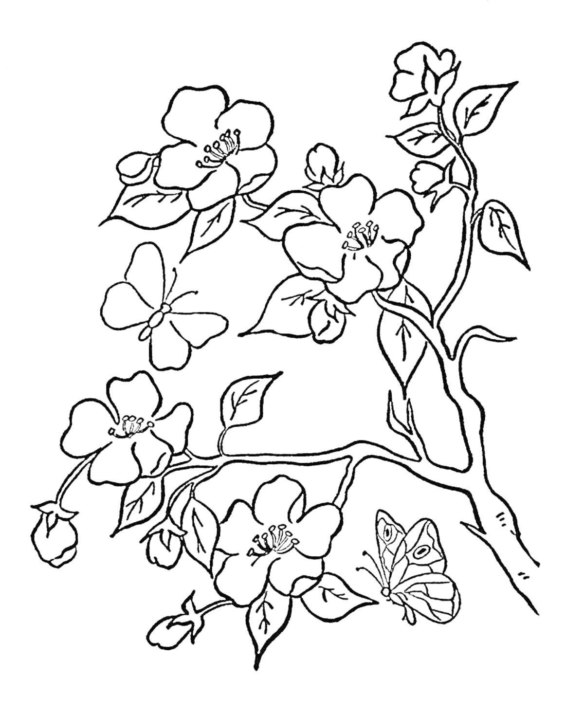 На раскраске изображено: Сакура, Цветы, Природа, Весна, Растения, Бабочка, Ветка, Контурные рисунки