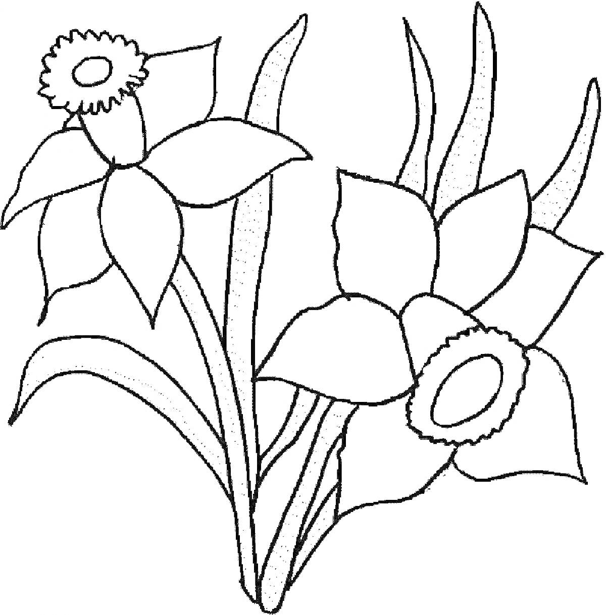 На раскраске изображено: Цветы, Нарциссы, Листья, Для детей, Арт, Природа, Ботаника