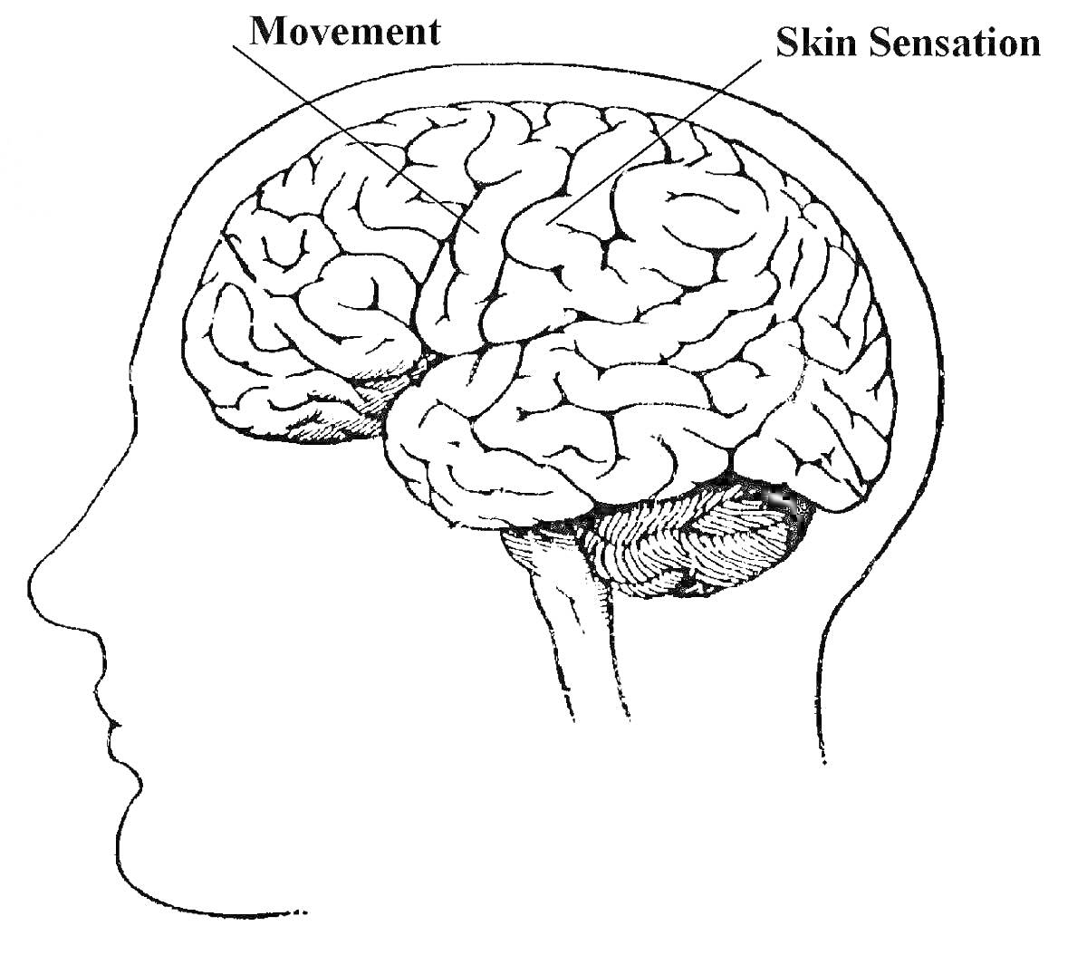 Раскраска Головной мозг с отмеченными зонами движения и кожных ощущений