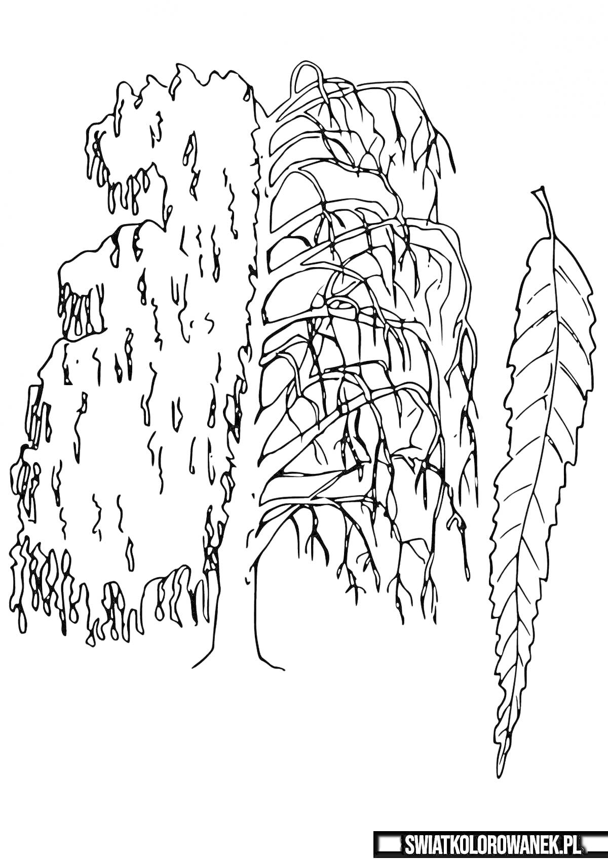 Раскраска с плакучей ивой, дополненная одиноким листком ивы.