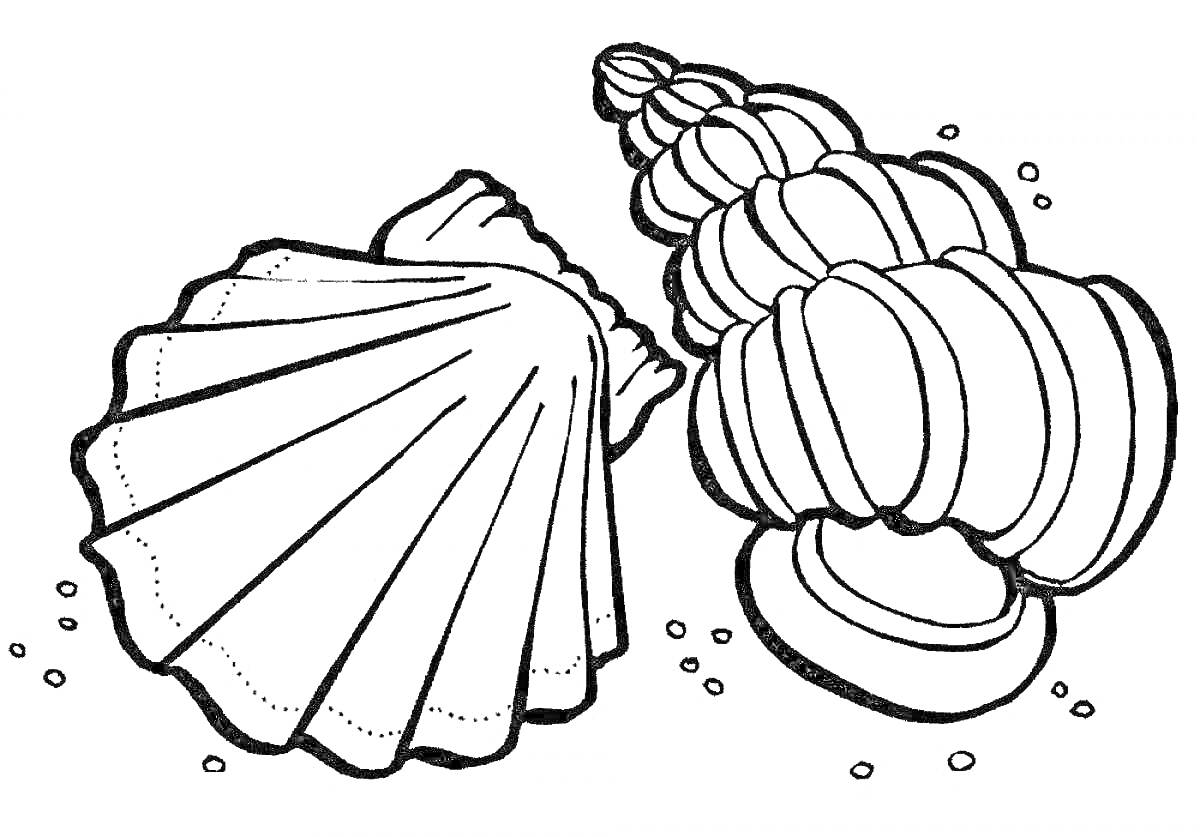 Раскраска Ракушки - веерная ракушка и спиральная ракушка