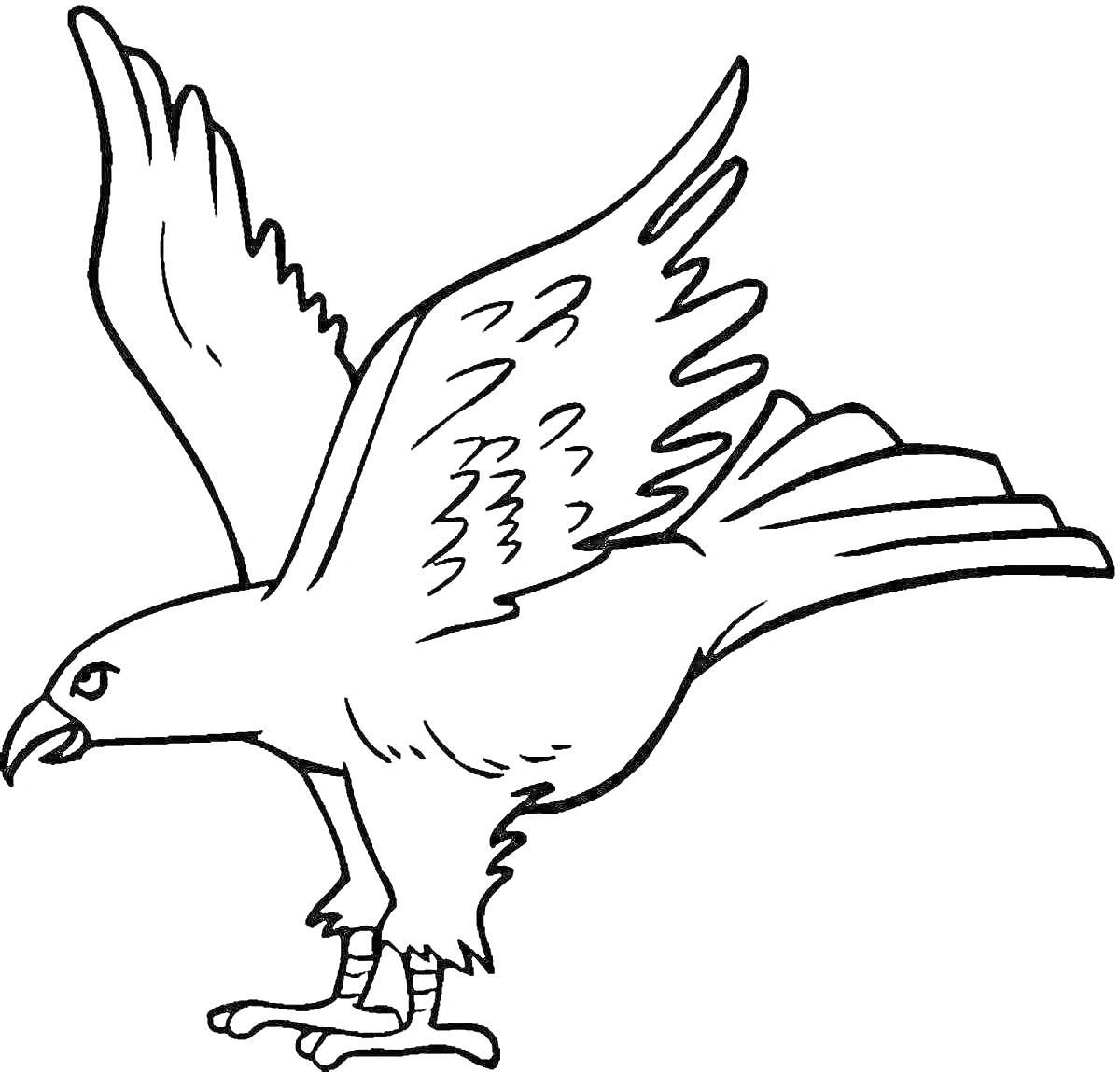 На раскраске изображено: Сокол, Птица, Крыла, Когти, Ветка, Перья