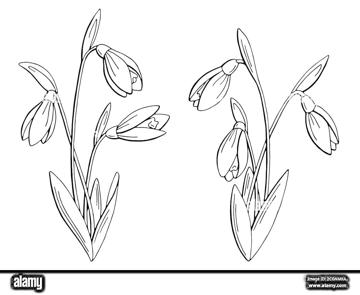 Раскраска Два растения подснежника широколистного с цветами и листьями