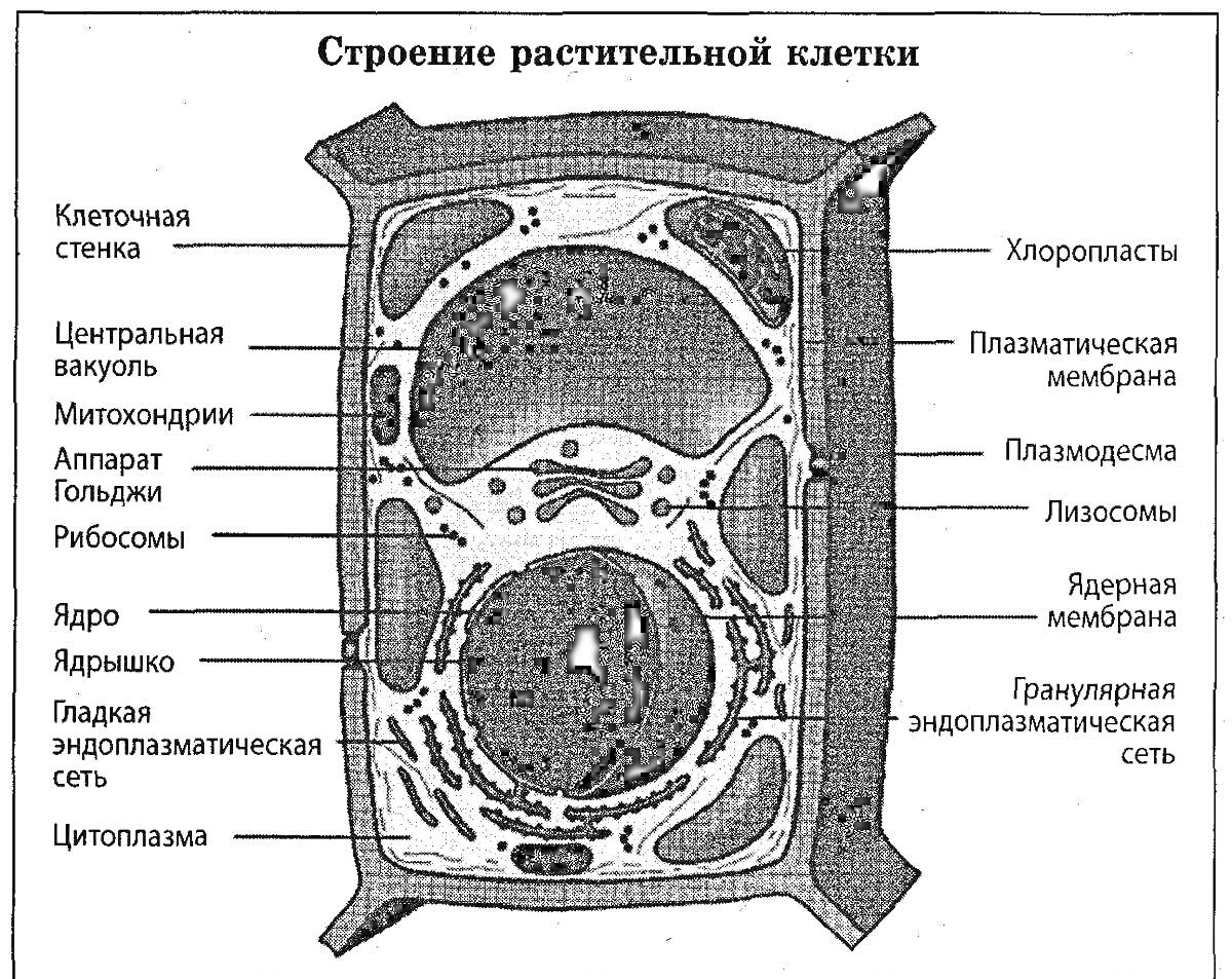 строение растительной клетки: клеточная стенка, центральная вакуоль, митохондрии, аппарат Гольджи, рибосомы, ядро, ядрышко, гладкая эндоплазматическая сеть, цитоплазма, хлоропласты, плазматическая мембрана, плазмодесмы, лизосомы, ядерная мембрана, грануля