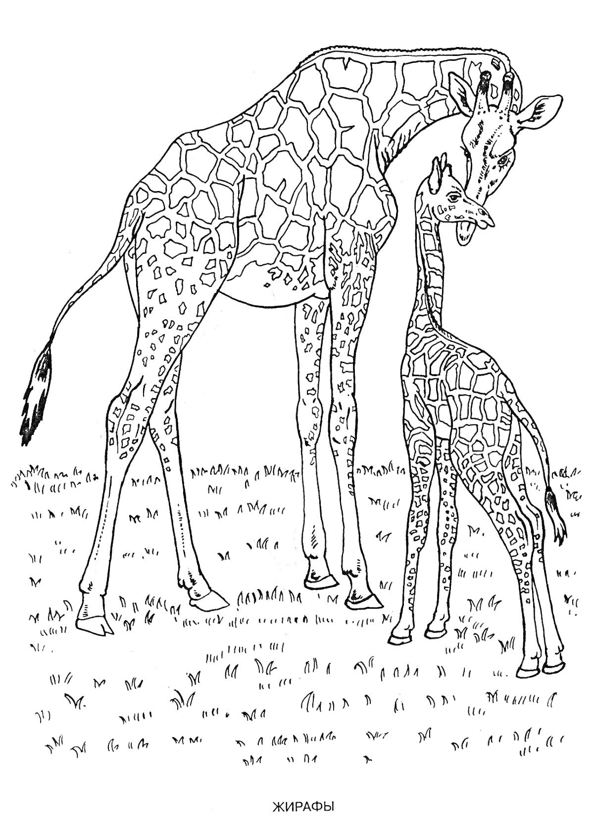 Взрослый жираф и детёныш жирафа, стоящие на траве