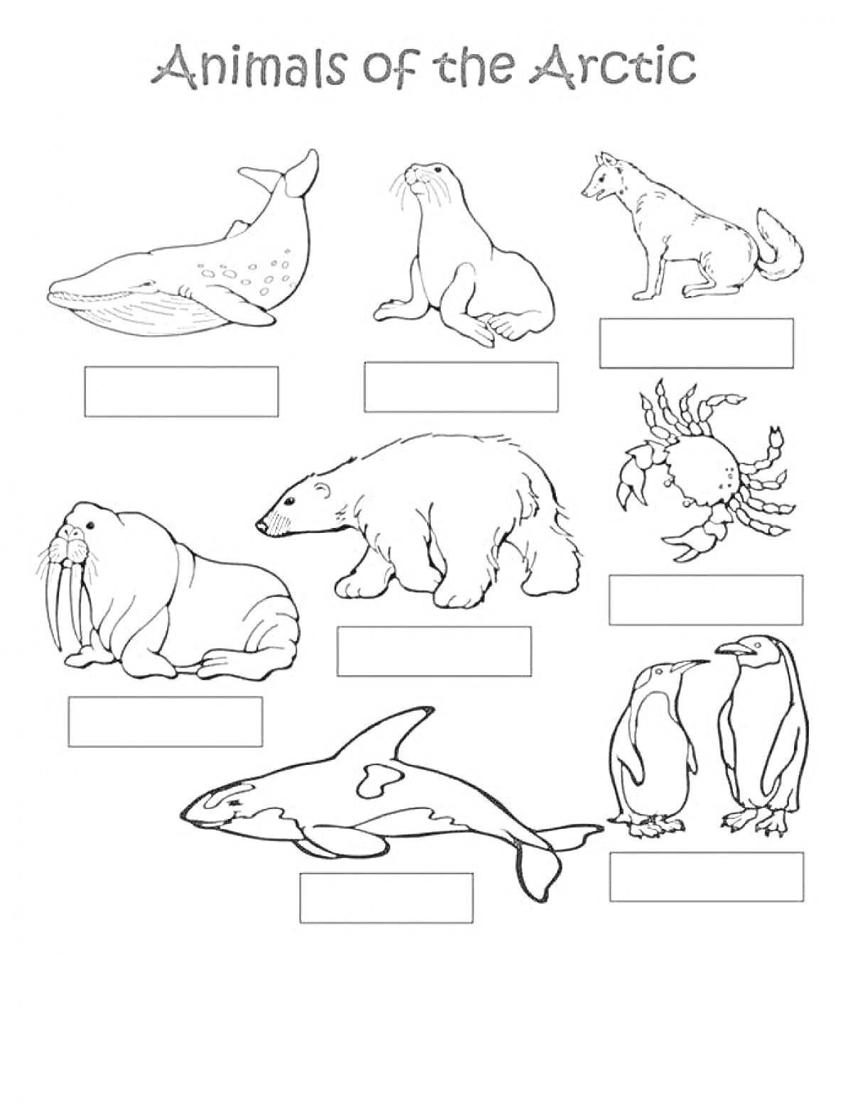 На раскраске изображено: Арктика, Антарктика, Животные, Белуха, Морской лев, Краб, Морж, Белый медведь, Пингвины, Косатка