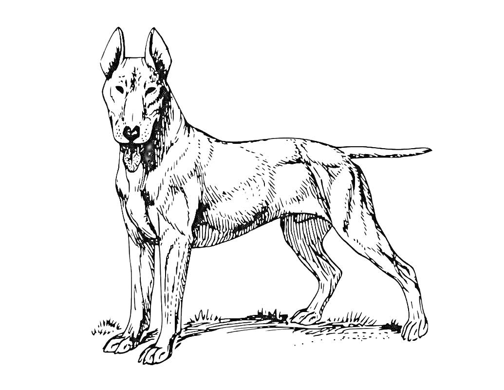 На раскраске изображено: Собака, Немецкая овчарка, Стоящая собака, Трава, Природа, Контурные рисунки