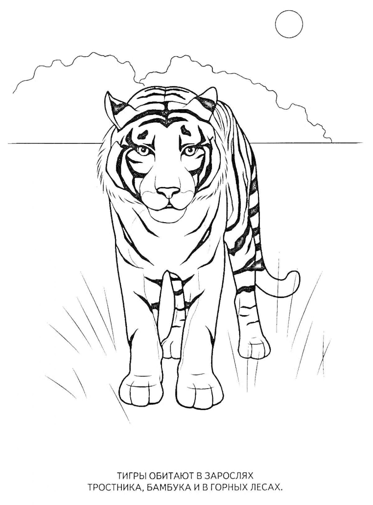 Раскраска Тигр на поляне с деревьями и солнцем