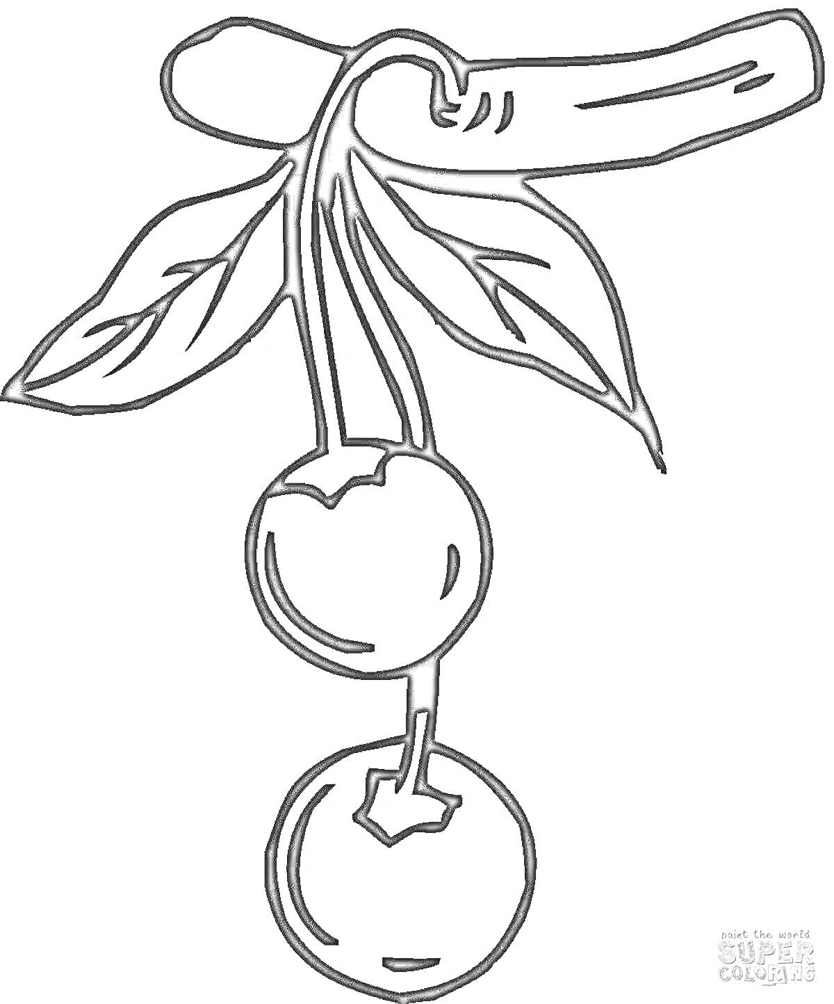Раскраска Схематическое изображение двух черешен на ветке с листьями