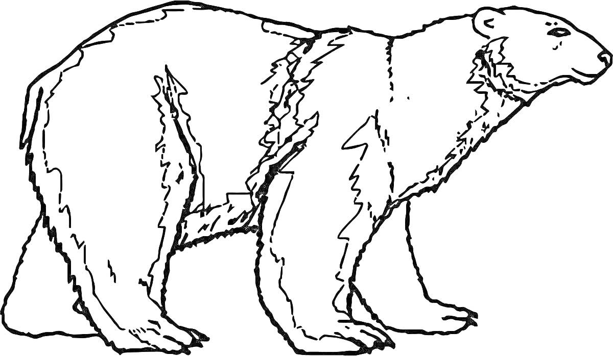 Раскраска силуэт медведя с детализацией меха