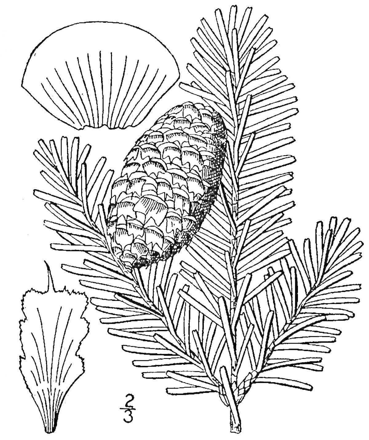 Раскраска Ветвь пихты с шишкой и чешуйками семян