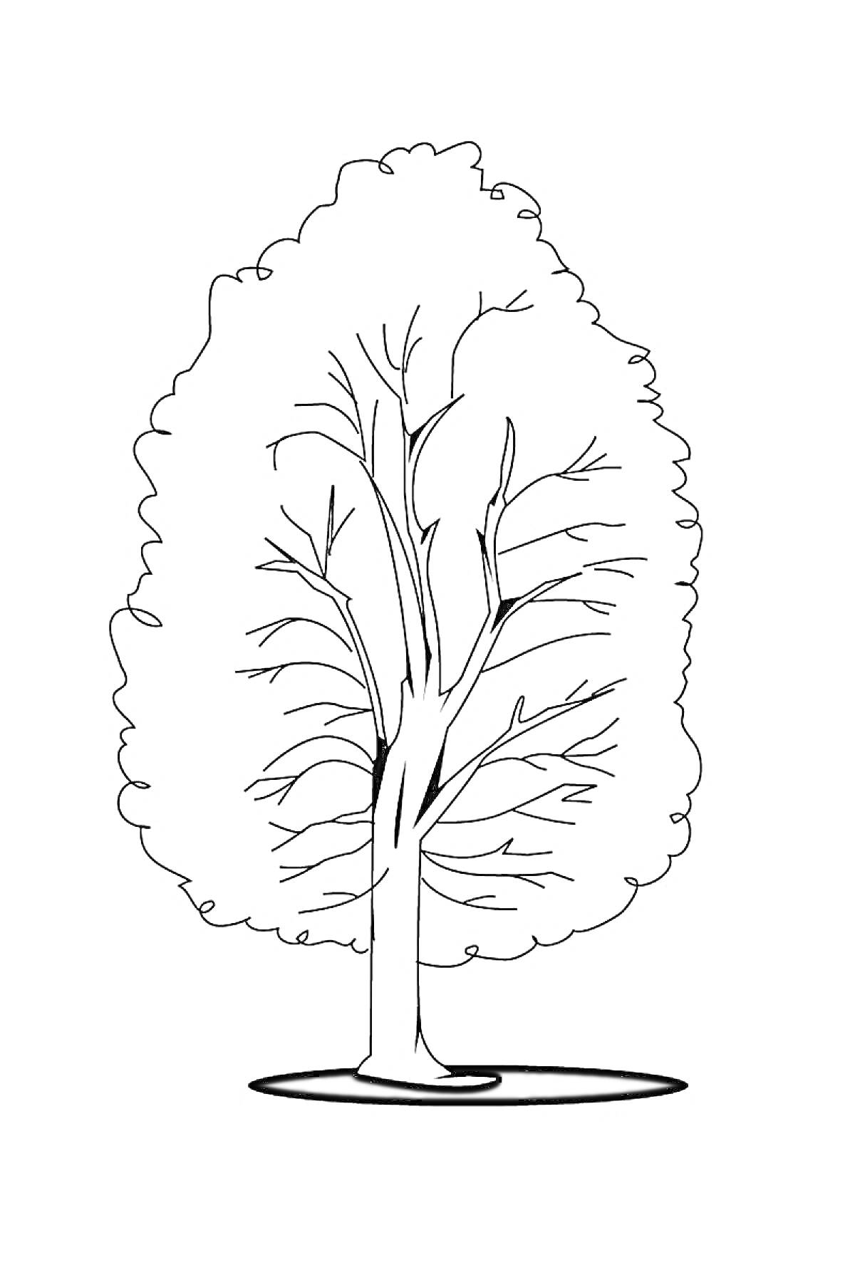 Раскраска Дерево с листвой и ветвями