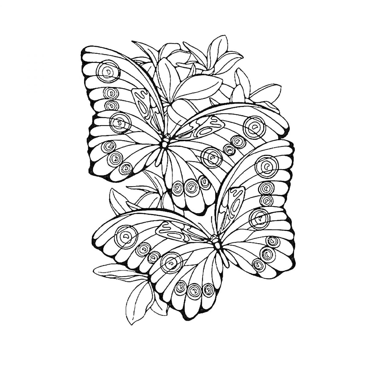 Раскраска Две бабочки на ветке с листьями