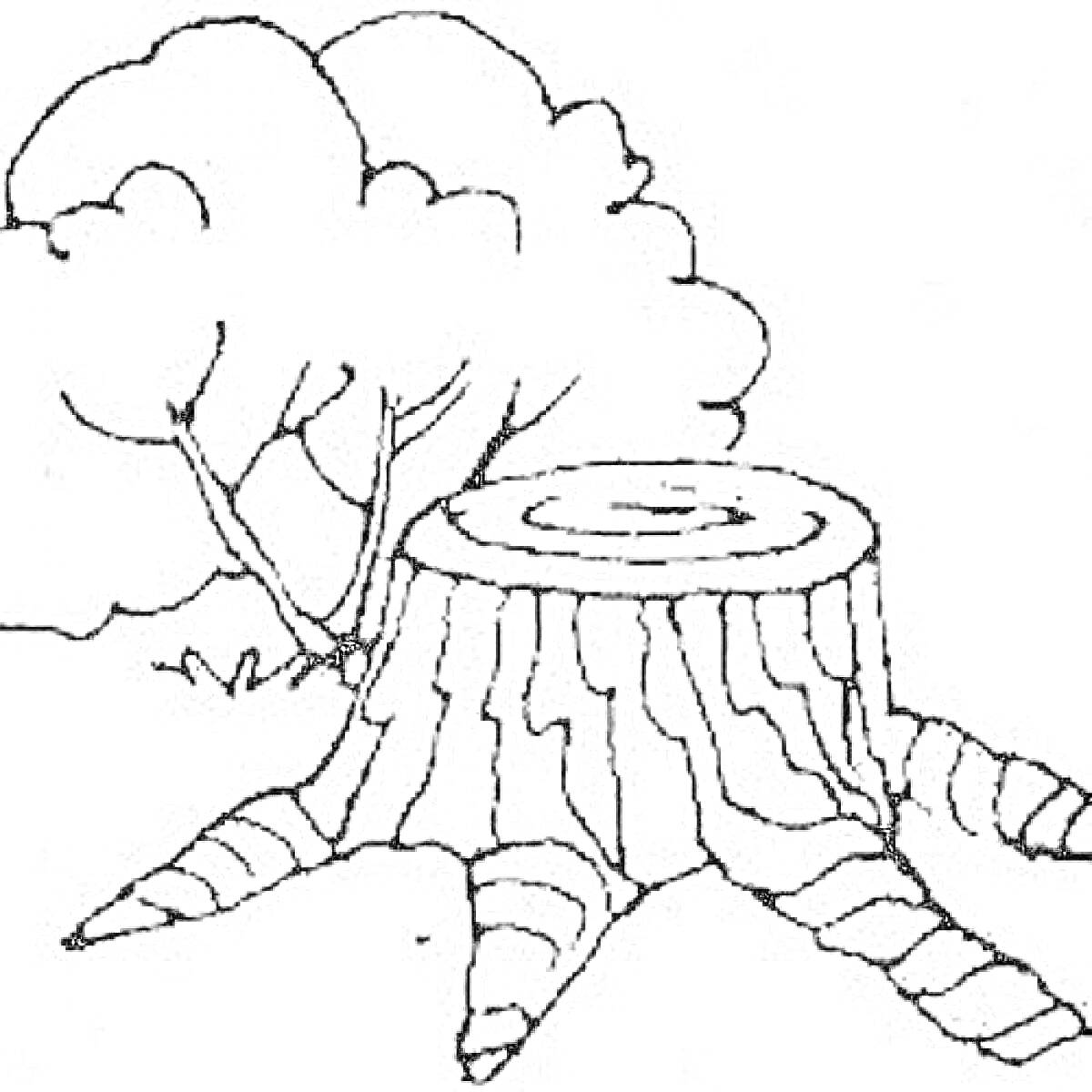 Раскраска Раскраска с изображением пенька и деревьев на заднем плане