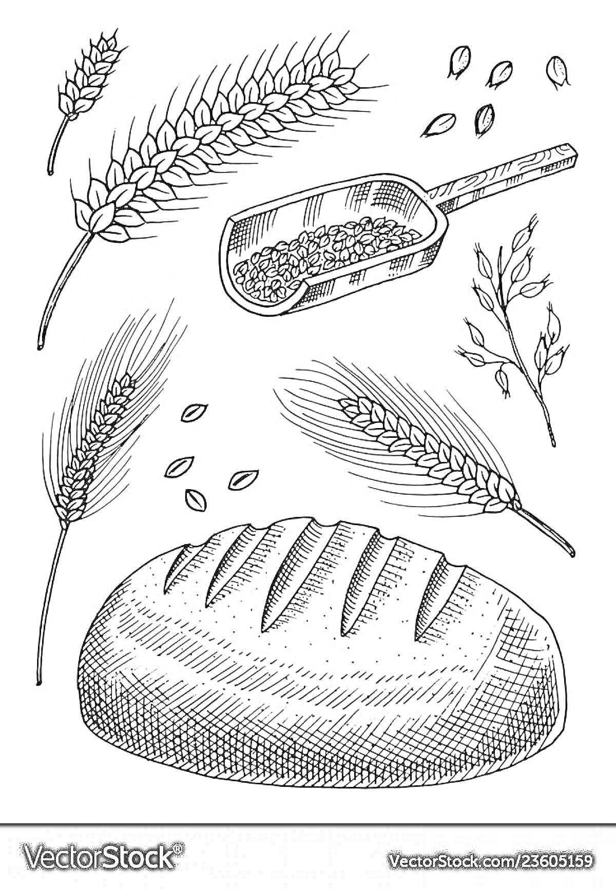 Раскраска Колоски пшеницы, зерна, деревянная лопатка с зернами, буханка хлеба