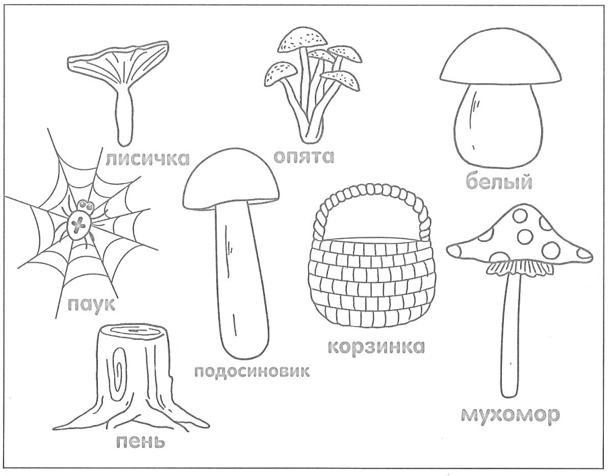 Раскраска лисичка, опята, белый, паук, подосиновик, корзинка, пенёк, мухомор