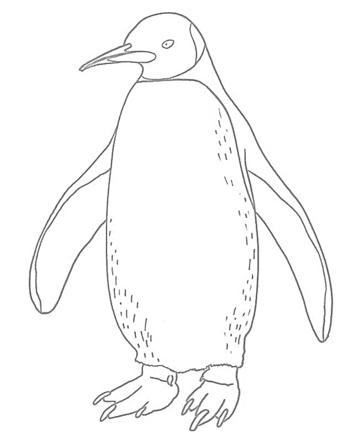 На раскраске изображено: Императорский пингвин, Просто, Стоящий пингвин, Антарктида, Природа