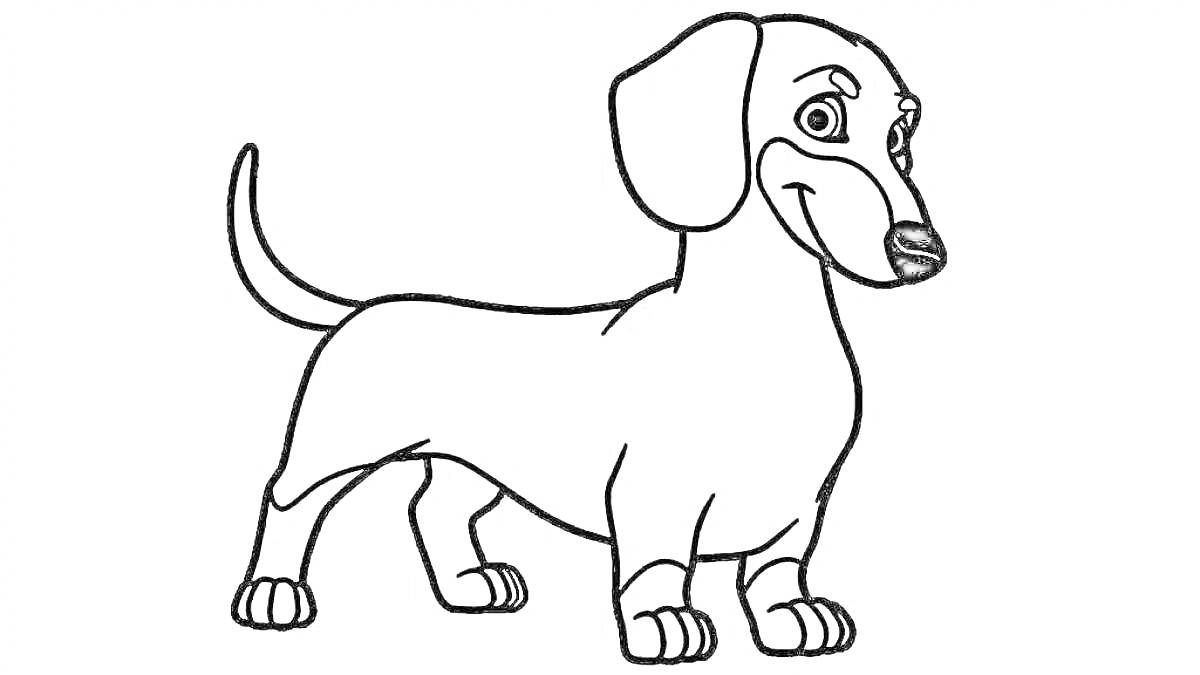 На раскраске изображено: Собака, Такса, Контурные рисунки