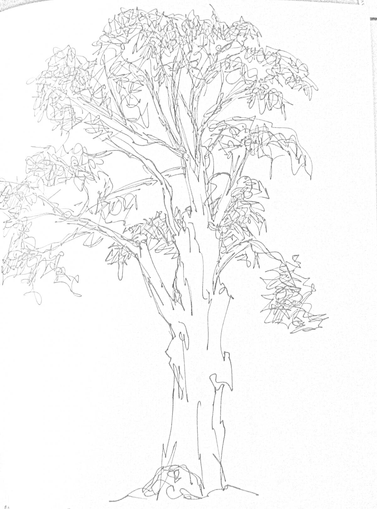 Раскраска Рисунок эвкалиптового дерева с листьями