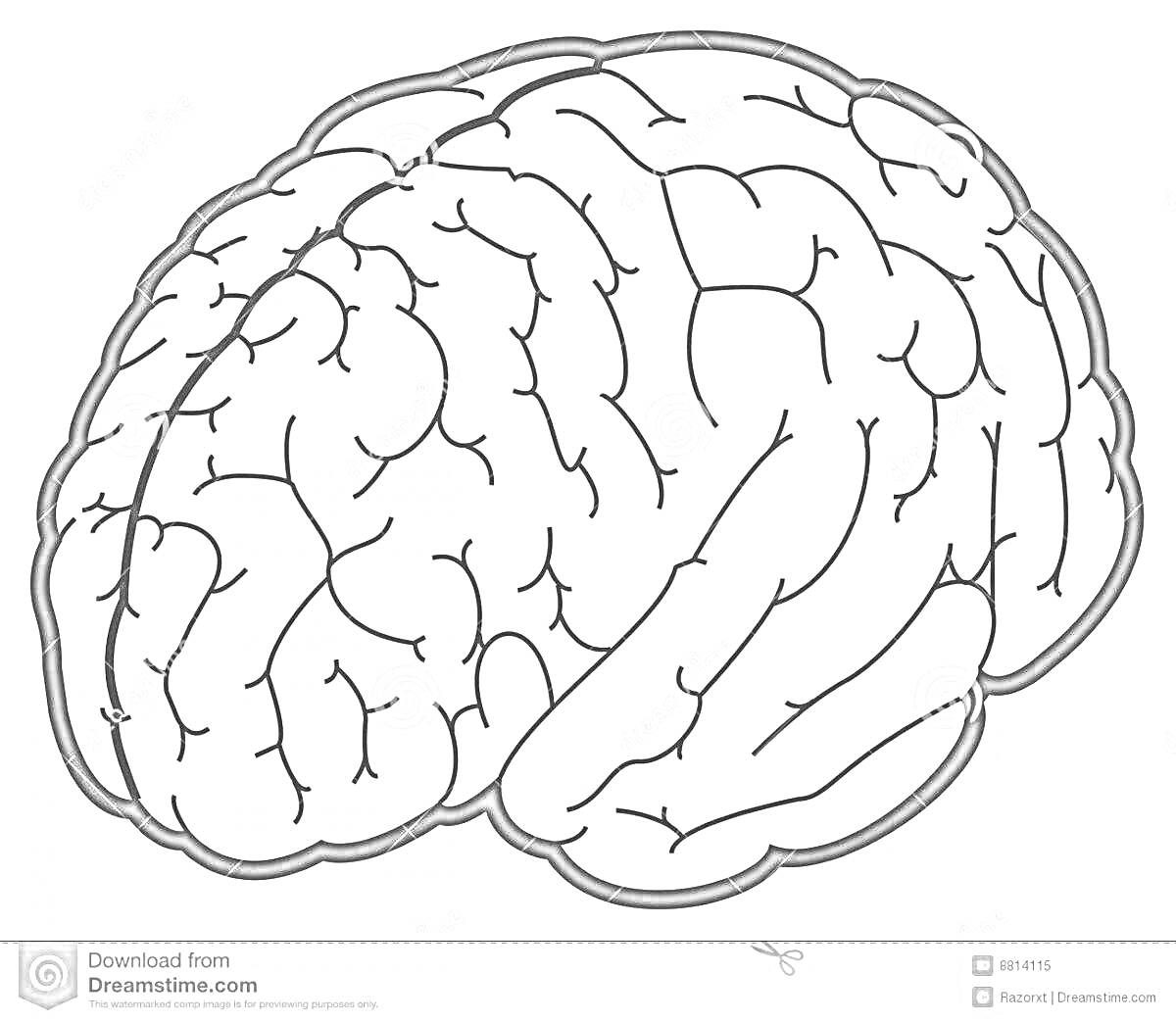 Изображение мозга с закругленными формами и извилинами