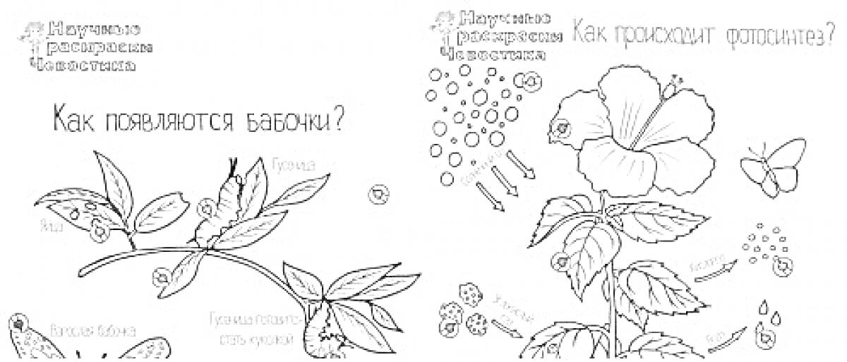 На раскраске изображено: Бабочка, Листья, Растения, Природа, Ботаника, Цветы, Гусеницы