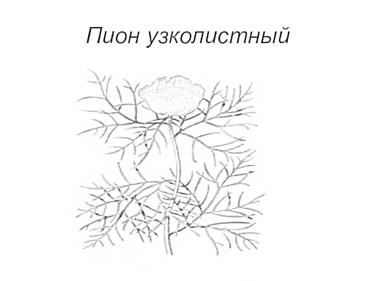 Раскраска Пион узколистный, цветок, стебель, листья