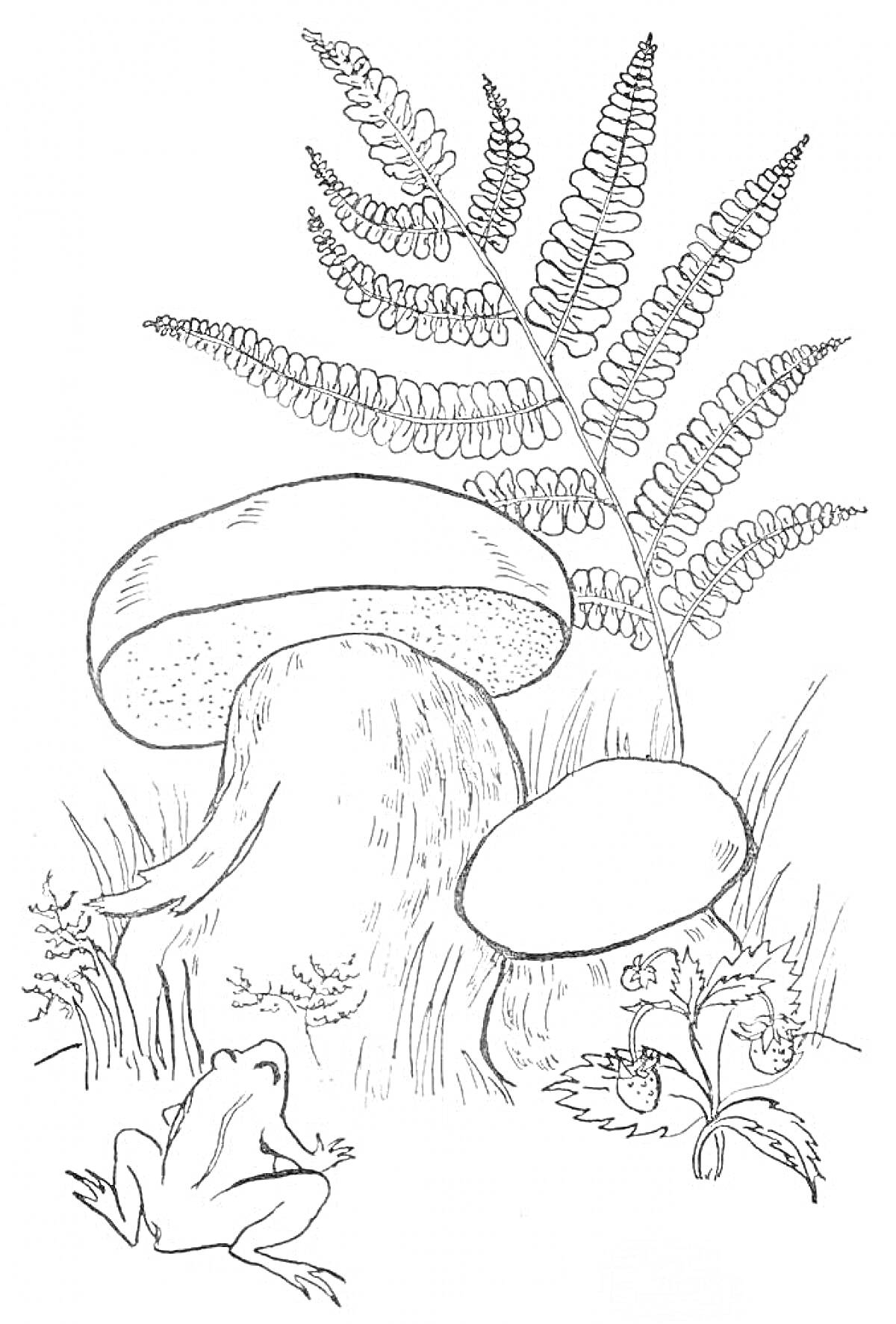 На раскраске изображено: Белый гриб, Папоротник, Земляника, Грибы, Природа, Лес, Ягоды