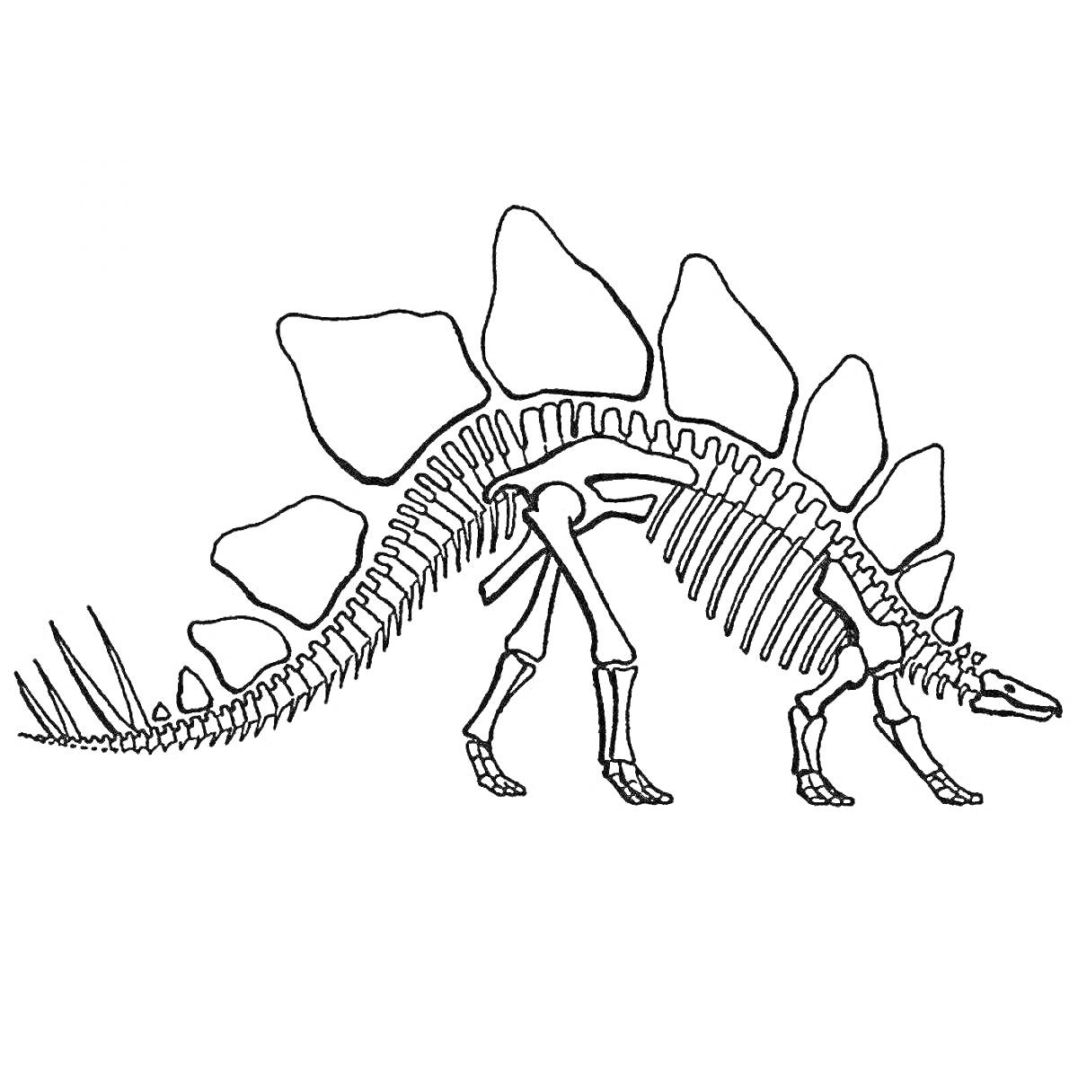 Раскраска Скелет динозавра с пластинами вдоль спины, хвостом с шипами и четырьмя ногами