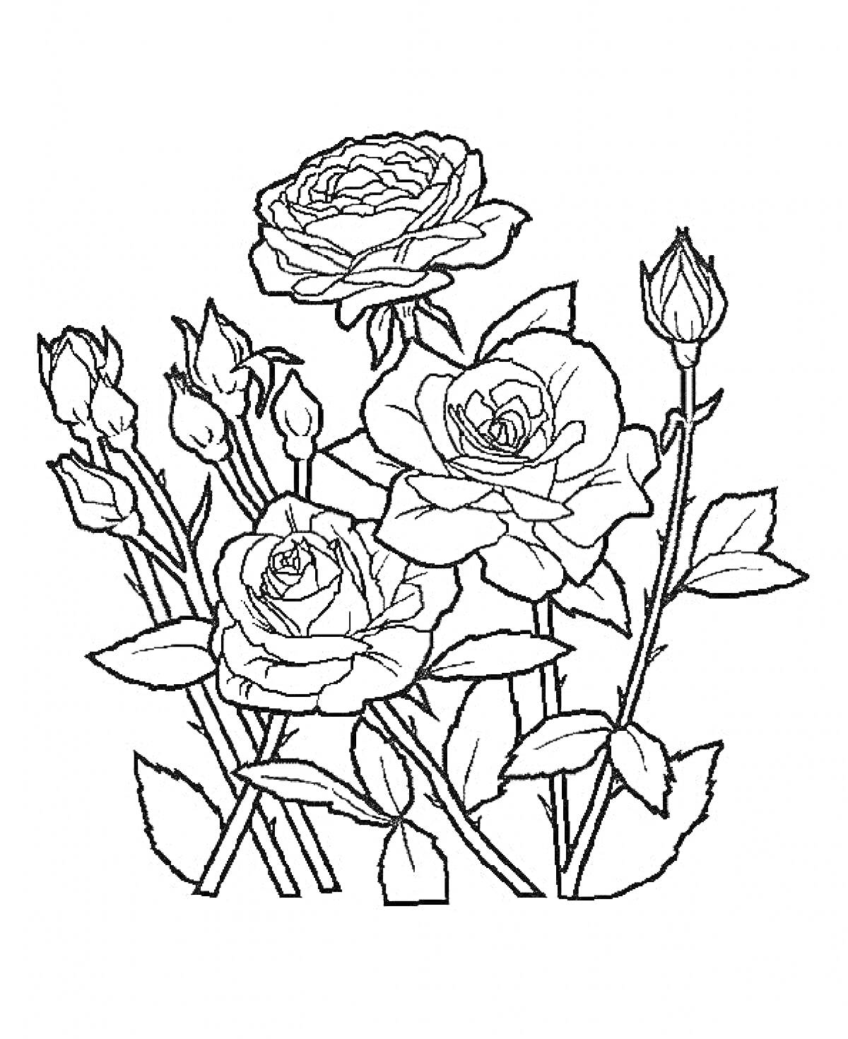 На раскраске изображено: Букет цветов, Розы, Листья, Для детей, Цветы, Бутон, Контурные рисунки